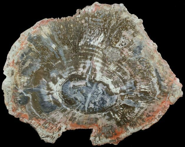 Colorful Petrified Wood (Araucaria) Slab - Arizona #50992